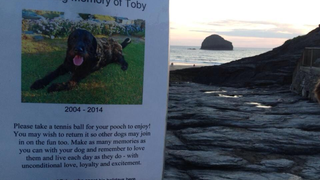 Play With Your Puppy Today, For Toby